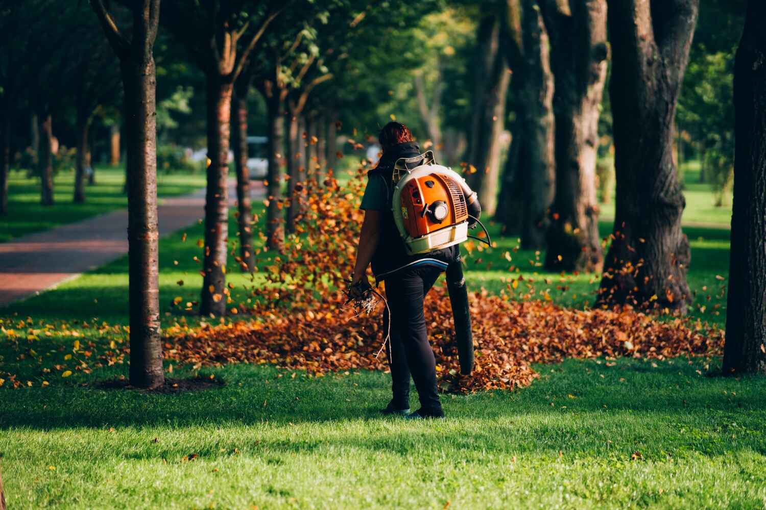 The Steps Involved in Our Tree Care Process in Beaver Creek, TX